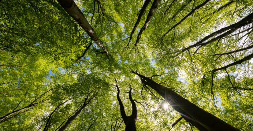 Nachhaltige Unternehmensf&uuml;hrung